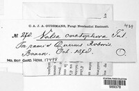 Valsa ceratophora image